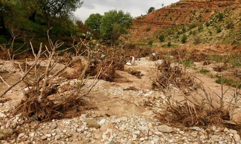 نجات انجیرستان‌های مناطق سیل زده  به همت جهادگران