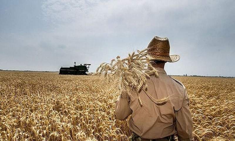 برداشت ۷۰۰ هزار تن گندم از مزارع آذربایجان غربی آغاز شد