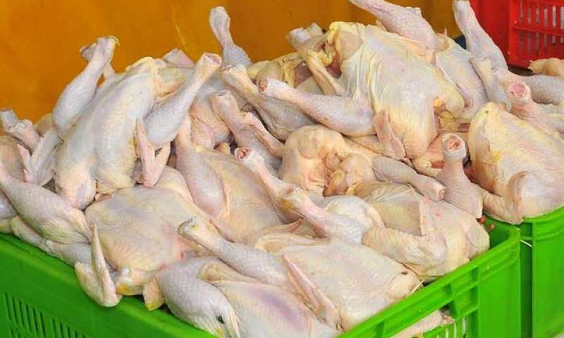 خطر بیخ گوش ظرفیت صادرات ۸۰۰ هزار تن مرغ
