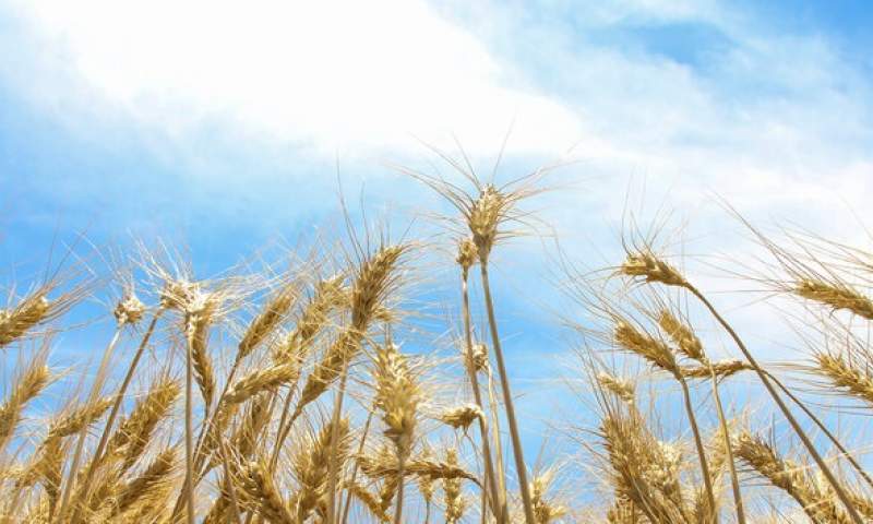 میزان تحویل گندم به دولت کاهش یافته است