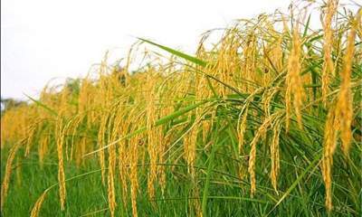 ۱۴ محصول جایگزین کشت برنج معرفی شد