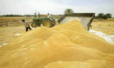 خرید ۵۰۰۰ تن گندم در جویبار