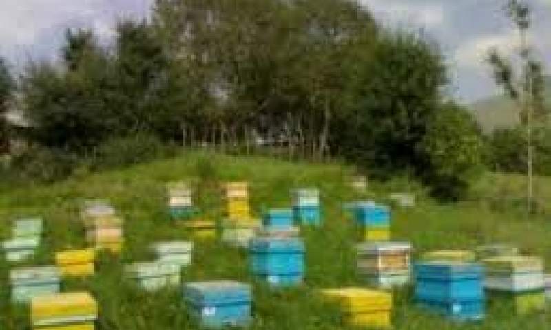 ۵۵ هزار کلنی زنبور عسل در شمیرانات استقرار یافت