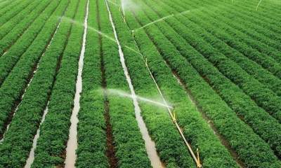 افزایش تولید محصولات کشاورزی با اجرای شبکه های فرعی آبیاری