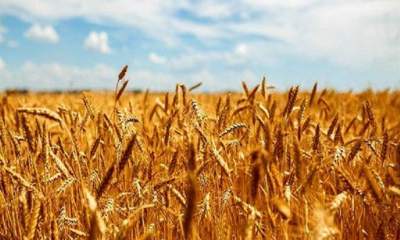 گندم به کشورهای همسایه قاچاق می‌شود