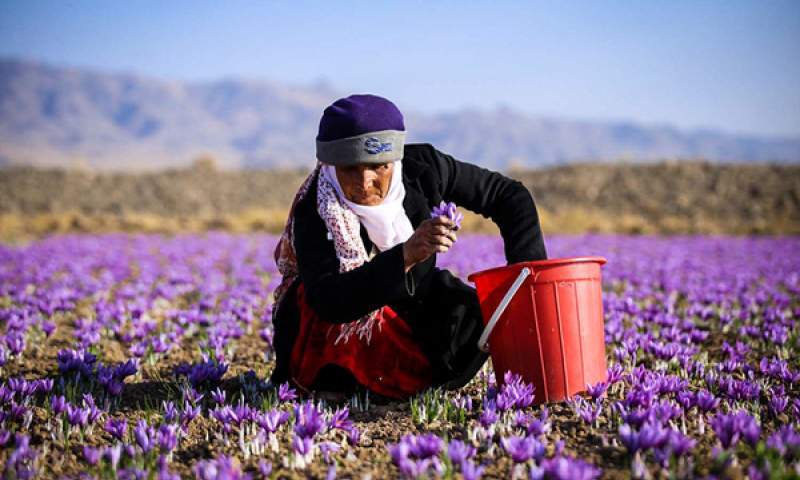 زعفران ایرانی یک میلیون تومان ارزان شد