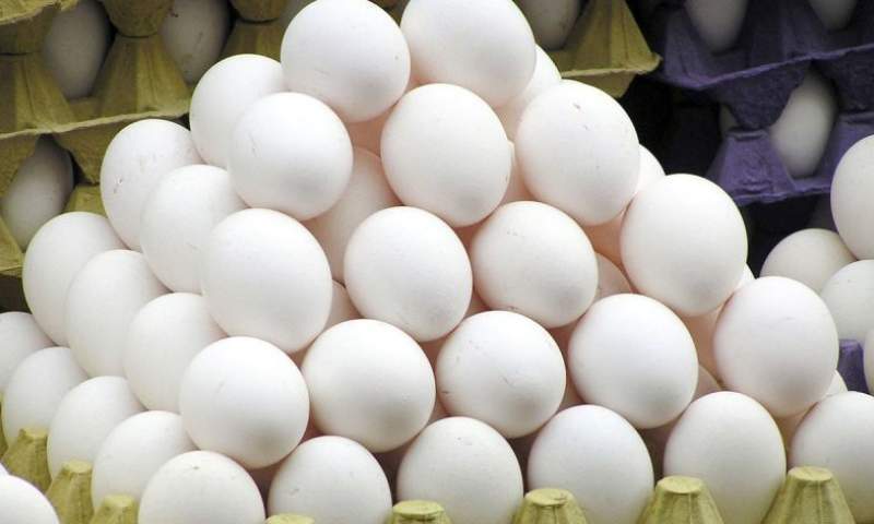نیمی از تخم‌مرغ تولیدی قم به خارج از استان صادر می‌شود