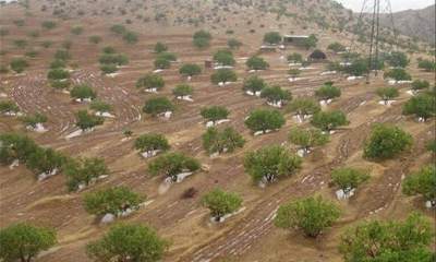 ۱۱۷ هکتار باغ میوه در اراضی شیب دار قزوین ایجاد شد