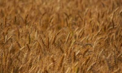 پیش‌بینی خرید ۴۰۰ هزار تن گندم در استان لرستان