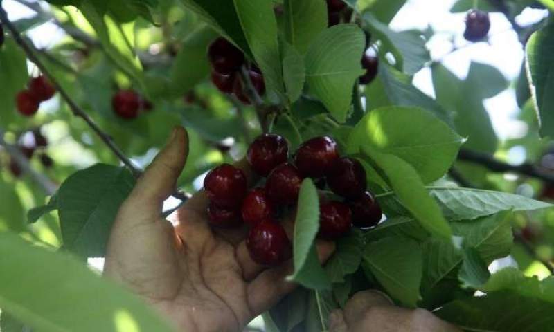 ۵۴ هزار تن میوه از باغ های کرمان برداشت می شود