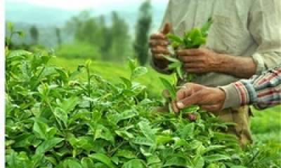 خرید برگ سبز چای از ۶۶ هزار تن گذشت