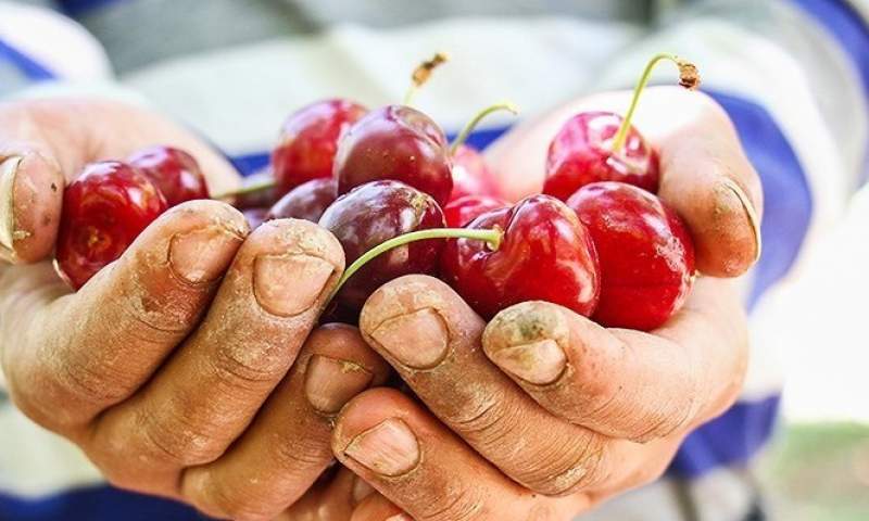 افزایش ۴ برابری قیمت میوه از باغ تا مغازه
