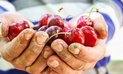 افزایش ۴ برابری قیمت میوه از باغ تا مغازه