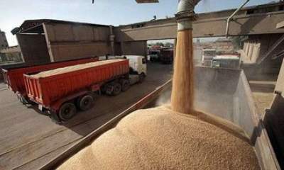 ۱۵۰ تن گندم احتکار شده در قزوین کشف شد