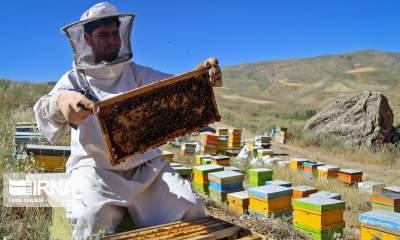 افزایش ۱۰ درصدی تولید عسل در گیلان