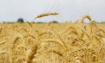 ۱۶ هزار تن گندم در مهاباد خریداری شد