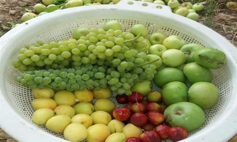 شمال هرمزگان منطقه ای برای تولید میوه های تابستانی