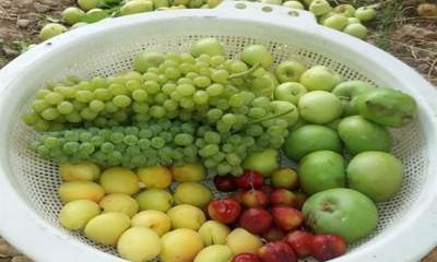 شمال هرمزگان منطقه ای برای تولید میوه های تابستانی