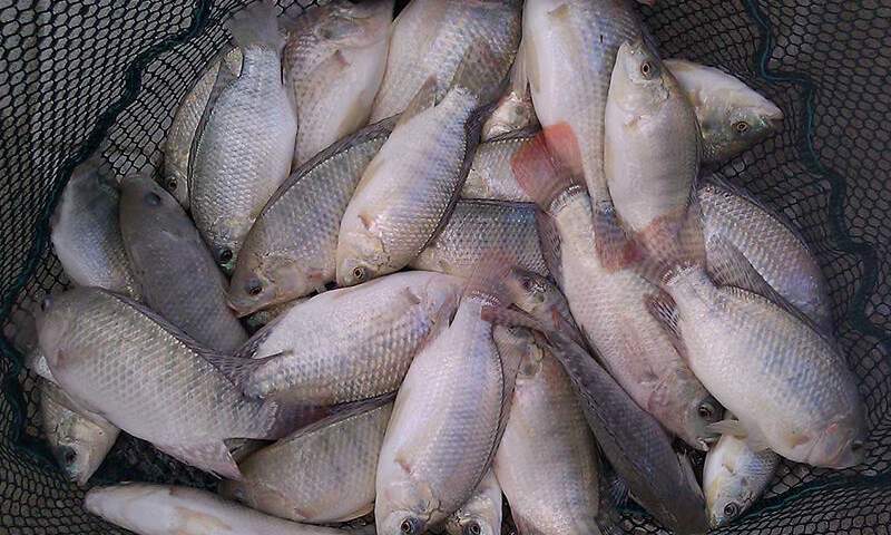 مجوز پرورش ۲۰‌ هزار تن ماهی تیلاپیا صادر شد