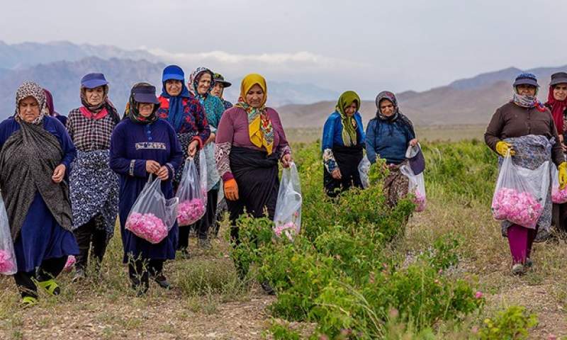 رونق تولید در لاله‌زار؛ از کشت گل تا صادرات اسانس گل محمدی
