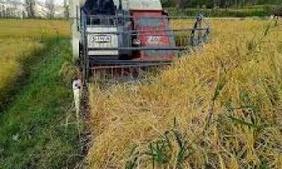 برداشت برنج در چهار هزار هکتار از شالیزارهای گیلان