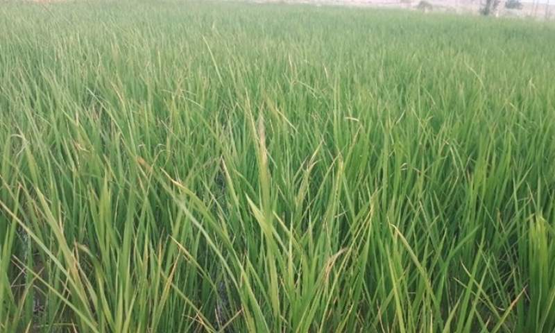 خودکفایی تولید برنج به ۸۳ درصد رسید