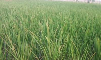 خودکفایی تولید برنج به ۸۳ درصد رسید