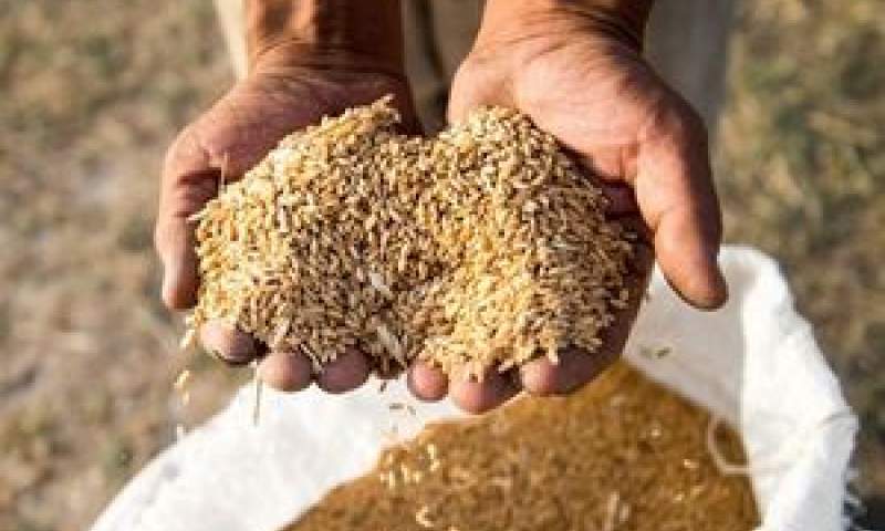 دستاورد خوکفایی گندم به واردات گندم تبدیل می‌شود؟