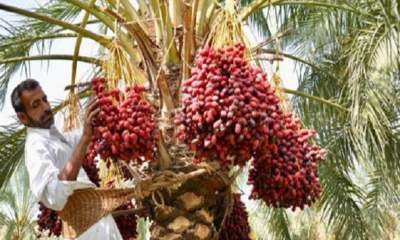 آغاز برداشت گرانبهاترین محصول باغی سیستان و بلوچستان