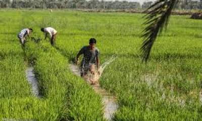 کشت برنج در خوزستان رکورد زد
