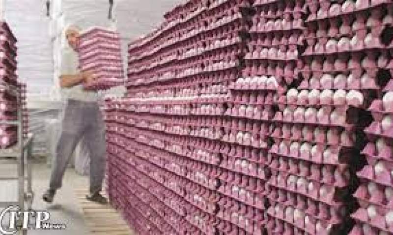 ۸۳۶۰ تن تخم مرغ در آبیک تولید شد