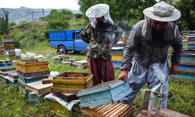 تولید عسل زمینه اشتغال ۸۰۰ نفر را در مشگین‌شهر ایجاد کرد