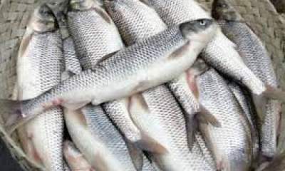 تولید500تن ماهی توسط کشاورزان گلستان
