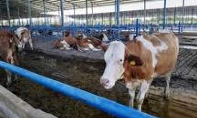 افتتاح واحد تولیدی پرورش گاو شیری درخراسان رضوی