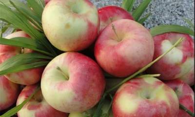 برداشت 12 هزارتن سیب تابستانه از باغ‌های مراغه