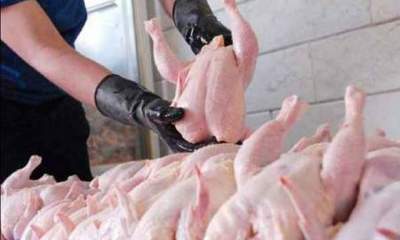 دو دلیل افزایش قیمت تمام شده تولید مرغ