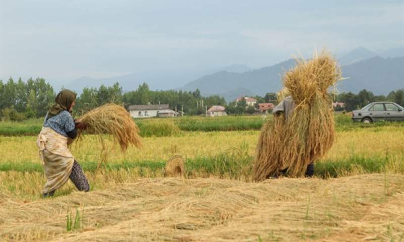 واردات در فصل برداشت؛ تیر خلاص دولت به برنج کاران