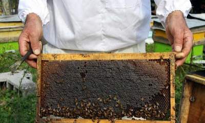 برداشت عسل توسط 253 زنبوردار در آستارا آغاز شد