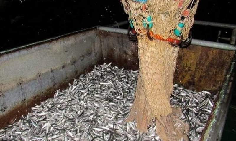 کاهش ۲۶ درصدی صید ماهی کیلکا در گیلان/1210 تن صید شد