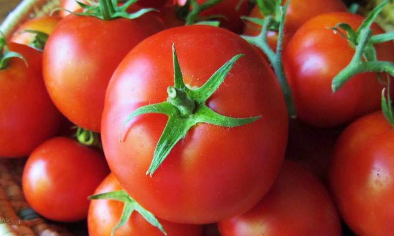 خرید حمایتی گوجه فرنگی با قیمت ۱۱۵۰ تومان آغاز شد