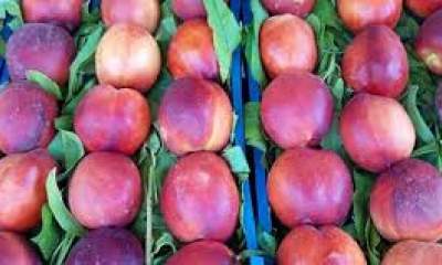 تولید ۴۰هزار تن میوه هلو و شلیل در چهارمحال و بختیاری