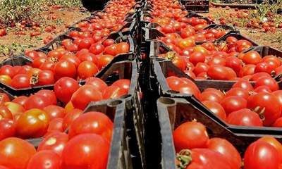 خرید حمایتی گوجه فرنگی با نرخ مصوب ۱۱۵۰ تومان آغاز شد