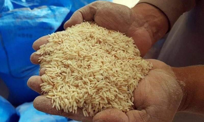 ممنوعیت واردات برنج موجب رشد ۲۰ درصدی قیمت داخلی شد
