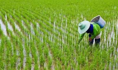 افزایش ۴۰ درصدی کشت دوباره برنج در مازندران