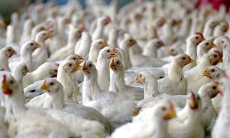 کشف ۱۲ هزار قطعه مرغ قاچاق در مهریز
