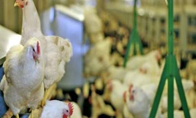 عدم حمایت دولت از تولید داخلی:۴۰۰ تُن مرغ در حال فاسد شدن