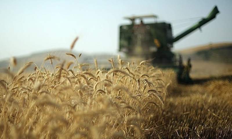 فائو: قیمت جهانی گندم و ذرت کاهش یافت
