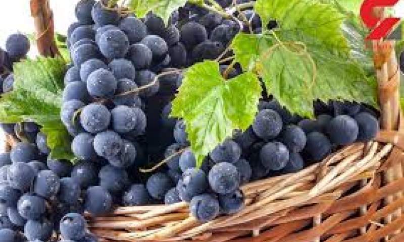 برداشت انگور سیاه از باغات کردستان