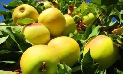 خرید حمایتی و توافقی سیب صنعتی در آذربایجان‌غربی