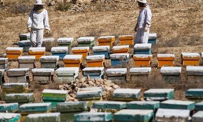 "کردستان" قطب تولید عسل مرغوب ایران
